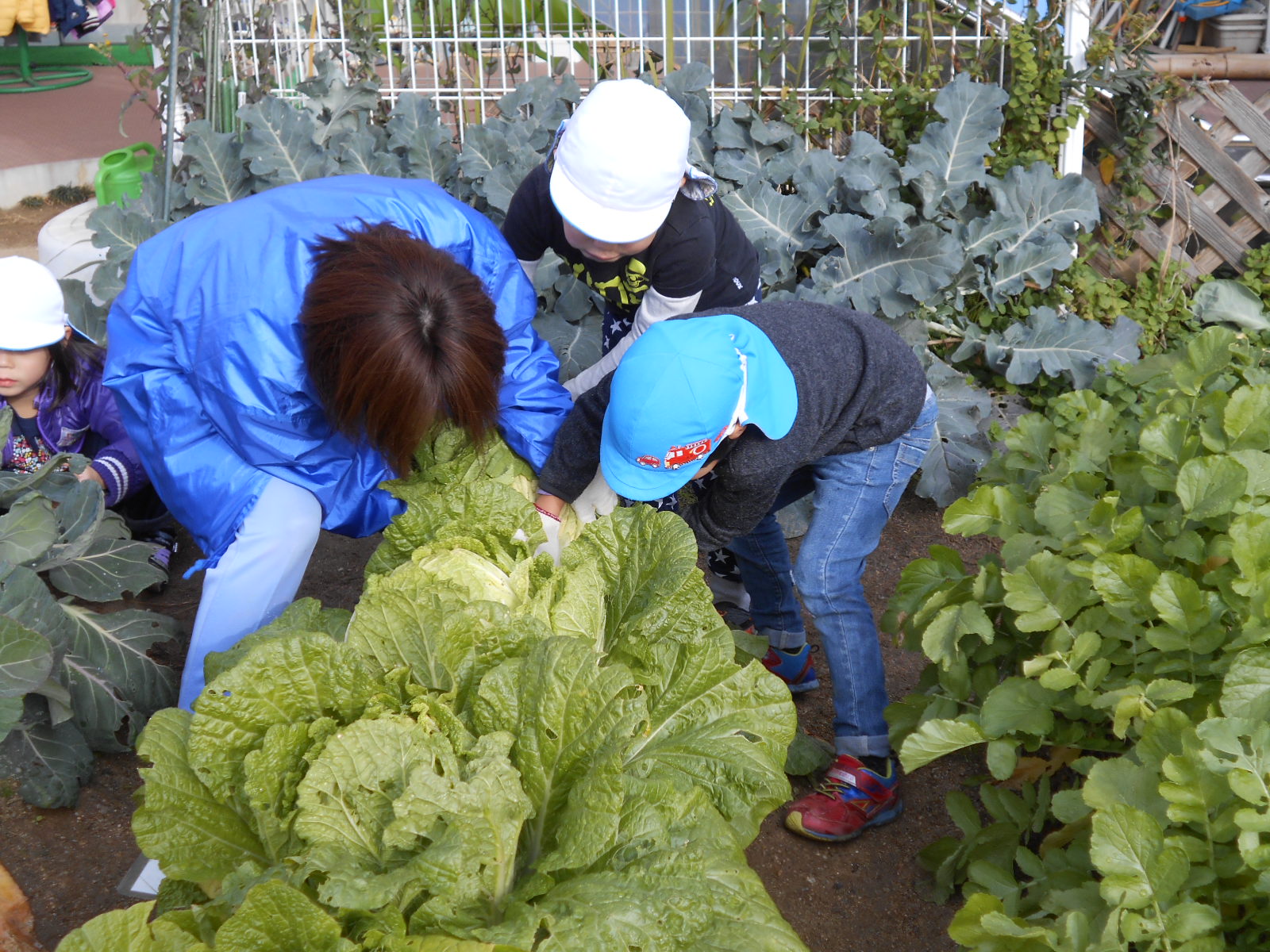 冬野菜