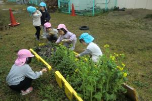 菜の花を見つめている子ども