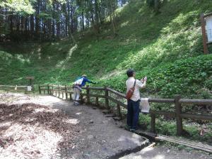 吐山スズラン群落
