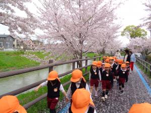 2組　桜を見ながら歩いています