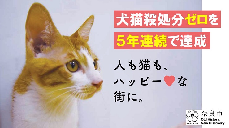 犬猫殺処分ゼロを5年連続で達成　人も猫も、ハッピーな街に