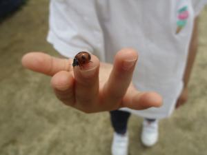 テントウムシ見つけたよ