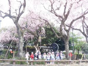 大仏鉄道公園の桜と一緒に