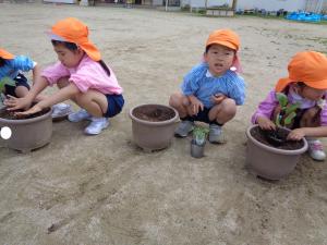 夏野菜を植える