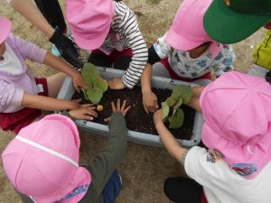 苗を植える様子5歳児
