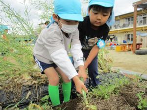 4歳　タマネギ1