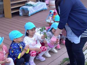 苗を観察する4歳児