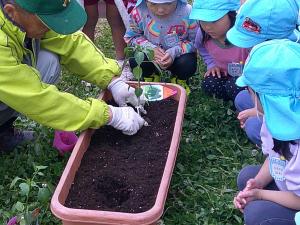 苗植えを一緒に見る4歳児