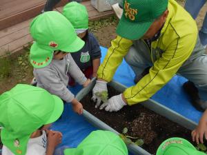 苗植えを見る3歳児