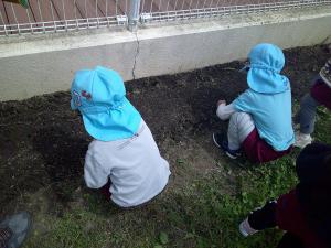 綿の種を蒔く4歳児