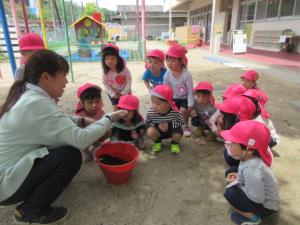 カブトムシの幼虫をみたよ