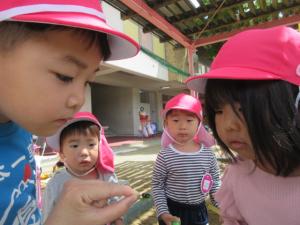 アゲハチョウの幼虫をみたよ