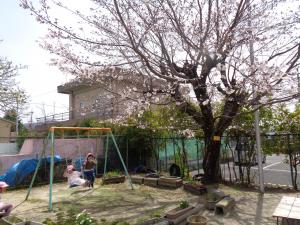 桜の木の下でブランコにのっています