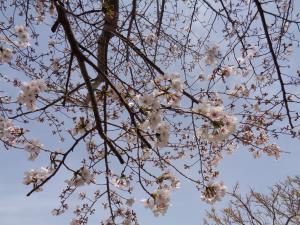 桜の木