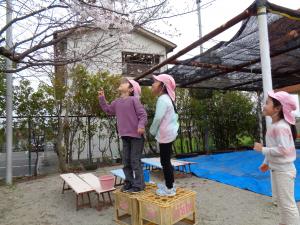 咲いたね桜