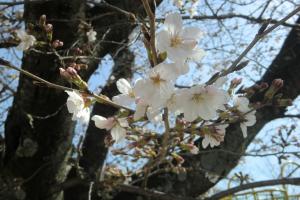 園庭の桜も咲きました