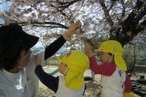 桜の花綺麗だね