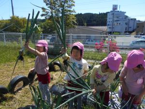 タマネギを抜く5歳児
