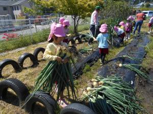 タマネギを運ぶ5歳児