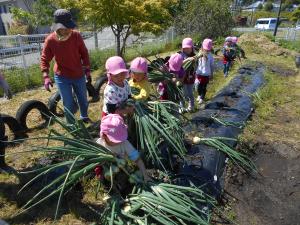 タマネギ運びをする5歳児