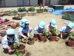 野菜を植えています