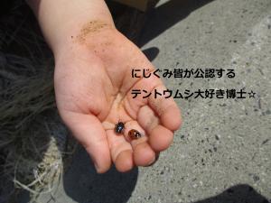 てんとうむし