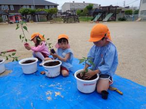 2組野菜を植えています