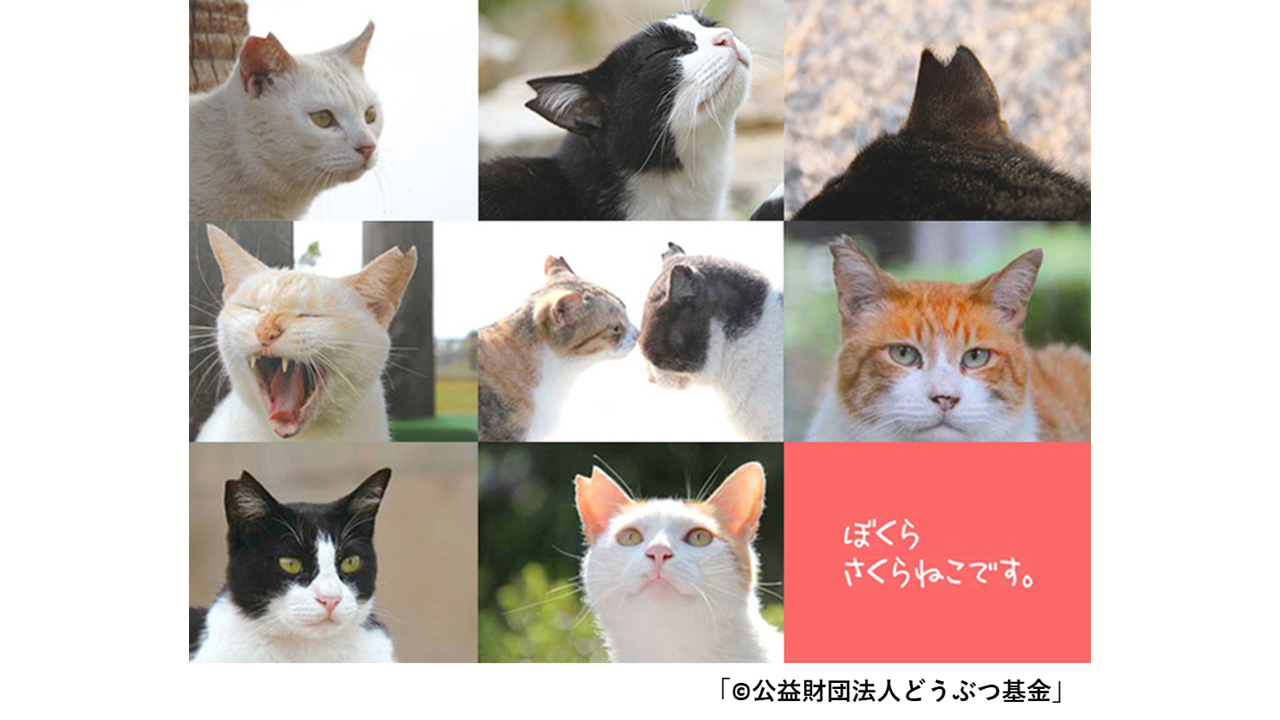 どうぶつ基金①