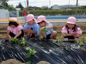 佐保　サツマイモ植え１