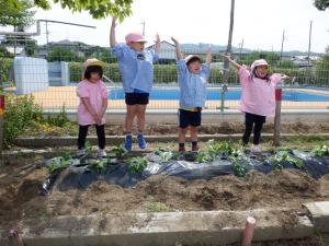 佐保　サツマイモ植え2