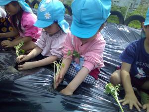 穴を掘ってサツマイモの苗を植えています