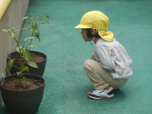 ピーマン2
