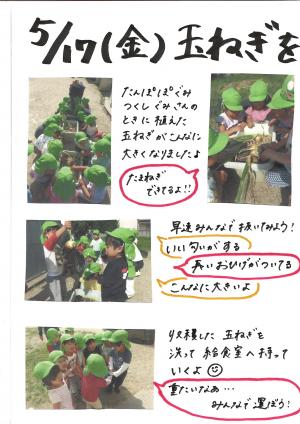 たまねぎ