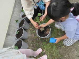先生を一緒に植えている