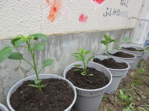 植え終えた苗