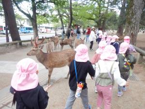 ぞう組お散歩シカに出会う