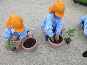 にじ　苗植え