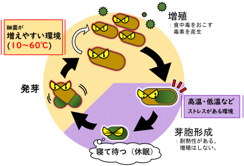 ウエルシュ菌とセレウス菌が増殖する仕組みを説明したイラストです