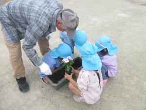 1くみ地域の方と花を植えています