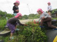 5歳児　春の草花探しをしています