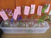 春の草花を種類別に飾っています