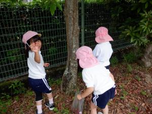 佐保幼稚園　ヤマモモ2