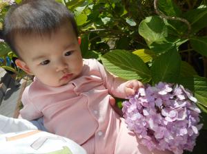 あじさいの花を見ている所