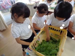 桑の葉を選ぶ