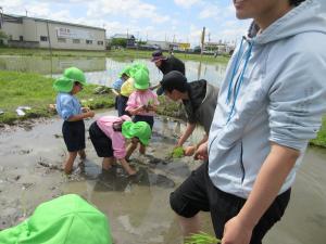そら　田植え2