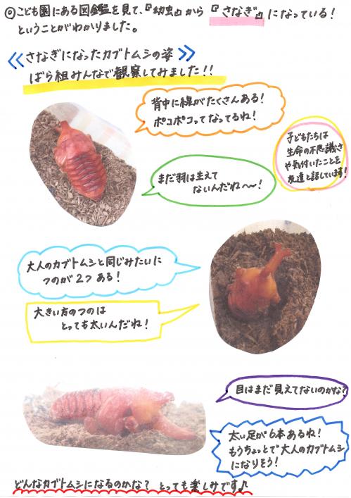 カブトムシがさなぎになったよ２
