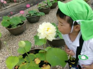 きれいな花だよ