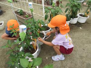 野菜の収穫