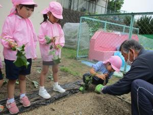 苗植えをしています