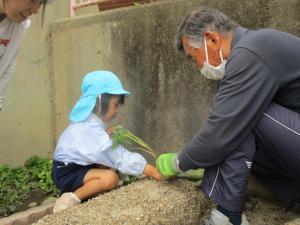 苗植えをしています